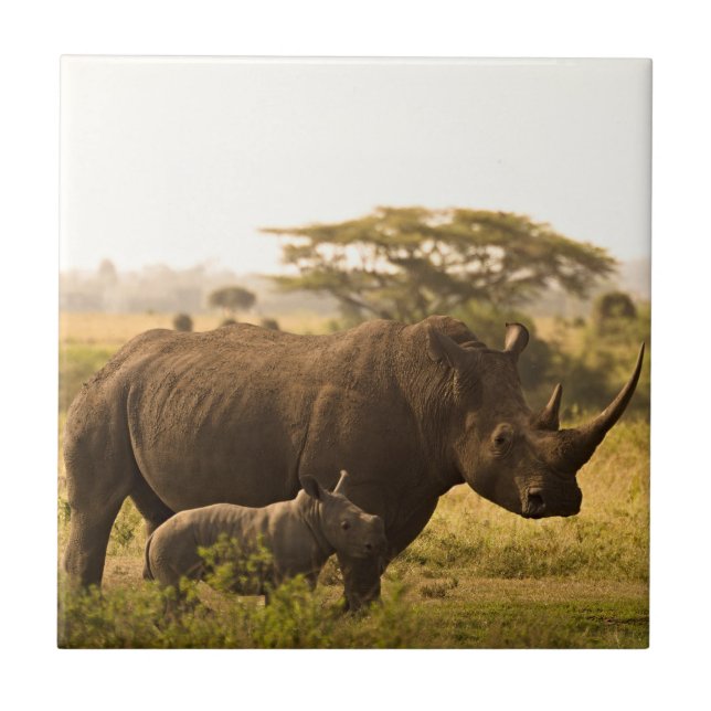 A Rhino with her baby Tile (Front)
