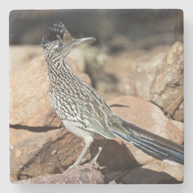 A Road runner pauses momentarily on its search Stone Coaster (Front)
