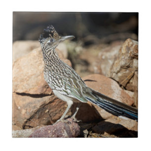 A Road runner pauses momentarily on its search Tile