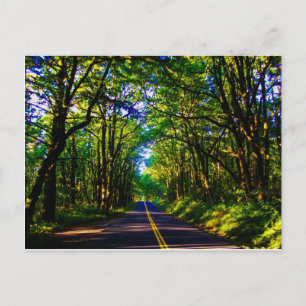 A Road Running Through A Green Forest In Oregon Postcard