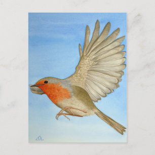 A Robin in flight Postcard