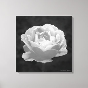 A rose by any other name..., fine art canvas print