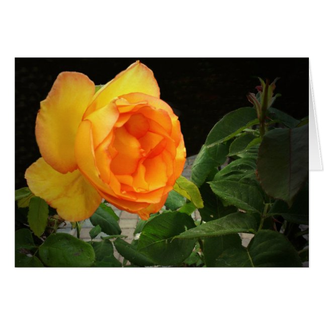 A Rose For My Brother (Front Horizontal)