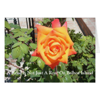 A Rose Is Not Just A Rose...It's As Unique As You