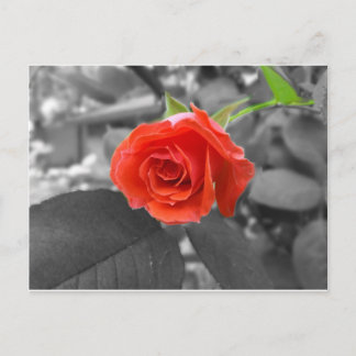 A Rose of Hope Postcard