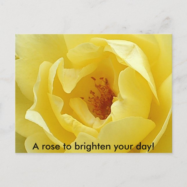 A rose to brighten your day! postcard (Front)