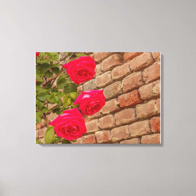 a roses climb on a brick wall canvas print (Front)