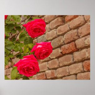 a roses climb on a brick wall poster