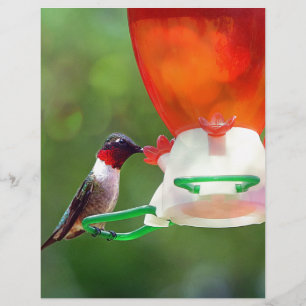 A Ruby Throated Hummingbird