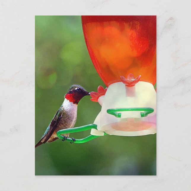 A Ruby Throated Hummingbird Postcard (Front)