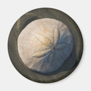 A Sand Dollar On The Beach Magnet