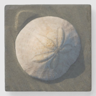 A Sand Dollar On The Beach Stone Coaster