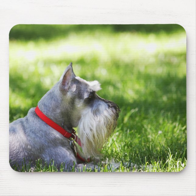 A Schnauzer laying in the grass Mouse Pad (Front)