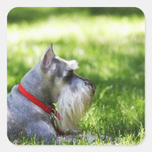 A Schnauzer laying in the grass Square Sticker