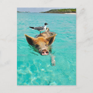 A sea gull and a pig postcard