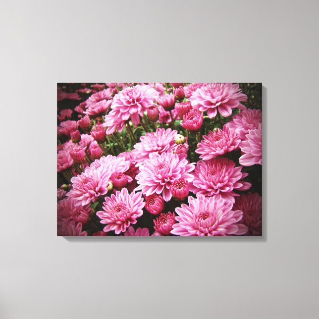 A Sea of Pink Chrysanthemums Canvas Print (Front)