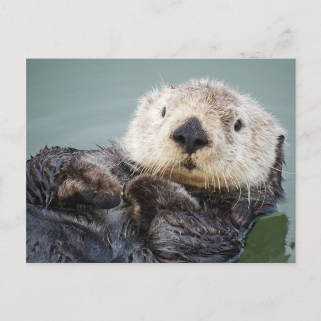 A sea otter chilling out in the water postcard (Front)