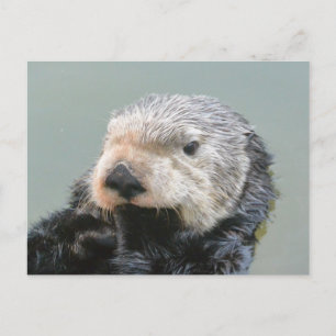 A sea otter philosopher postcard