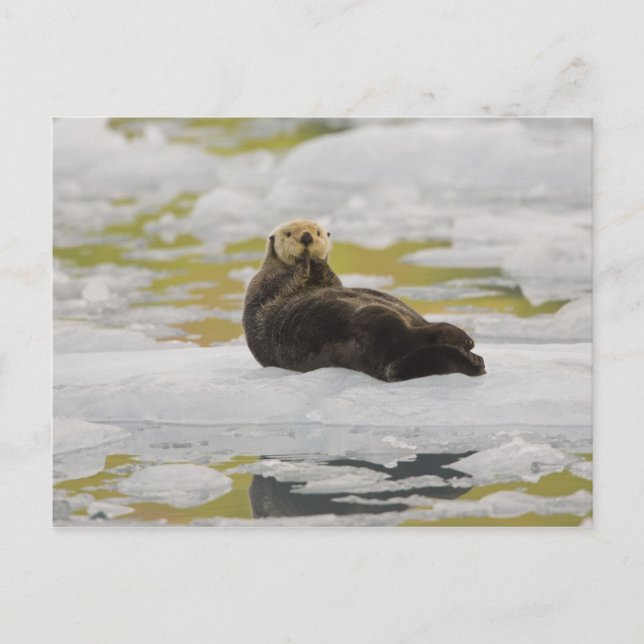 A sea otter rests on a small iceberg postcard (Front)