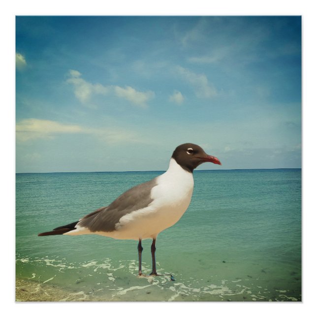 A seagull poster (Front)