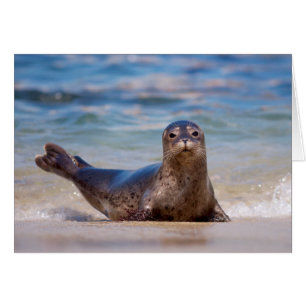 A seal on a beach along the Pacific Coast