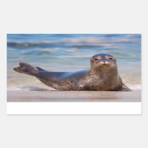 A seal on a beach along the Pacific Coast