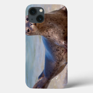 A seal on a beach along the Pacific Coast iPhone 13 Case
