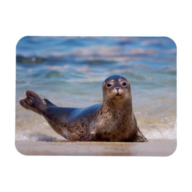 A seal on a beach along the Pacific Coast Magnet (Horizontal)