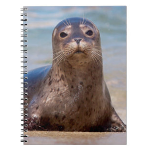 A seal on a beach along the Pacific Coast Notebook