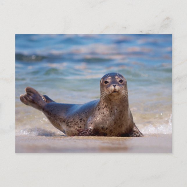 A seal on a beach along the Pacific Coast Postcard (Front)