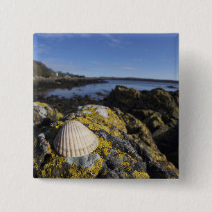A Seashell Sits On A Rock Dumfries, Scotland 2 Inch Square Button