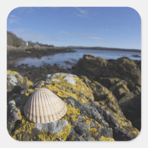 A Seashell Sits On A Rock Dumfries, Scotland Square Sticker