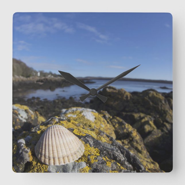 A Seashell Sits On A Rock | Dumfries, Scotland Square Wall Clock (Front)