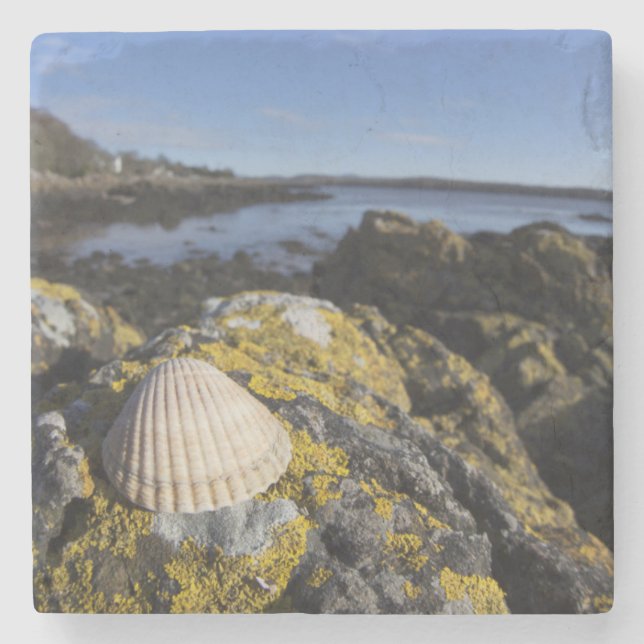 A Seashell Sits On A Rock | Dumfries, Scotland Stone Coaster (Front)