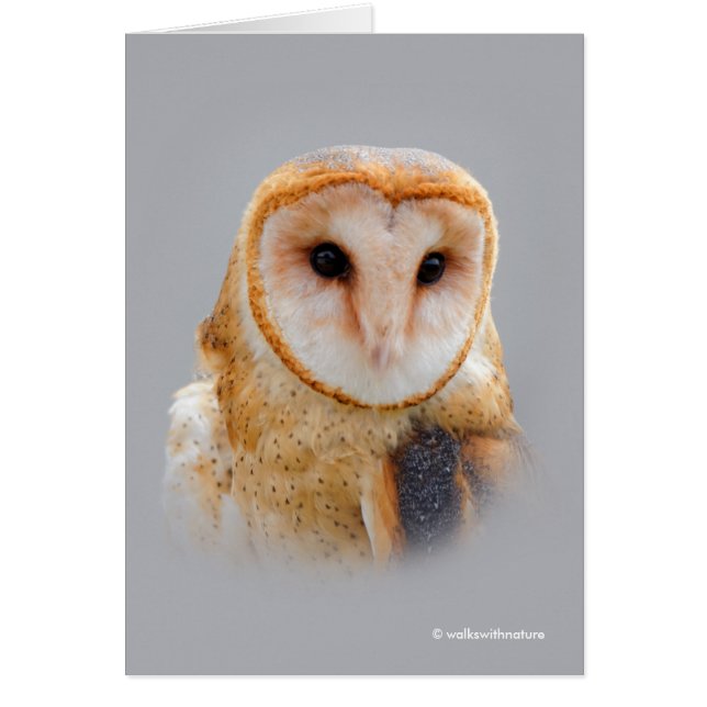 A Serene and Beautiful Barn Owl (Front)