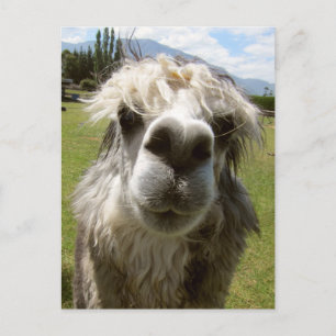A Shaggy Alpaca Postcard