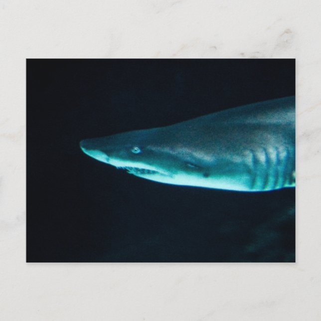 A Shark Postcard (Front)