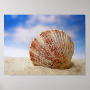 A Shell Propped In The Sand Poster