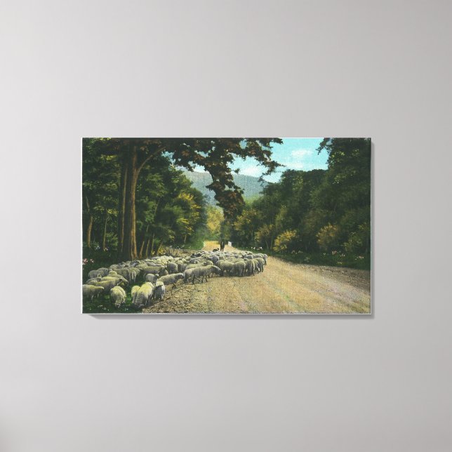 A Shepherd Leading Sheep on a Maine Highway Canvas Print (Front)