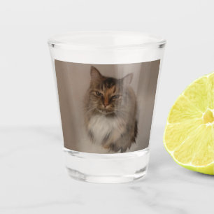 A Shot Verre de capture de chat Calico