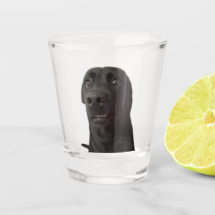 A Shot Verre Tiré Mème Chien Effrayé