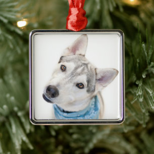 A Siberian Husky Mix Tilts its Head Metal Ornament
