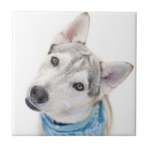 A Siberian Husky Mix Tilts its Head Tile