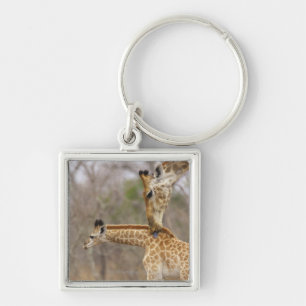 A side view of a Giraffe licking its young, Keychain