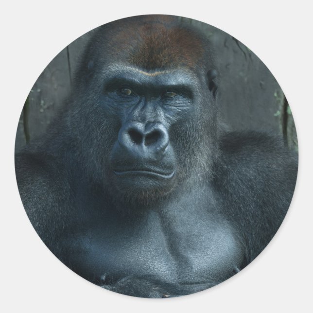A Silverback in the Making Classic Round Sticker (Front)