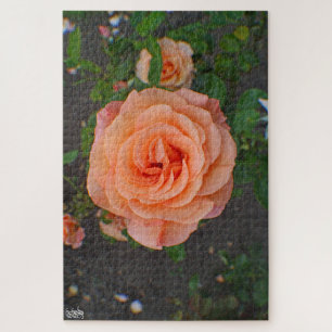 A Single Orange Flower Jigsaw Puzzle