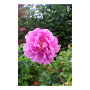 A Single Pink Flower Photo Print