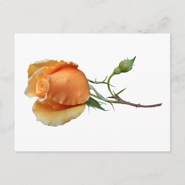 A single rose cutting       holiday postcard (Front)
