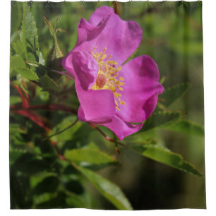 A Single Wild Rose