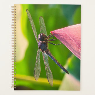 A Slaty Skimmer dragonfly